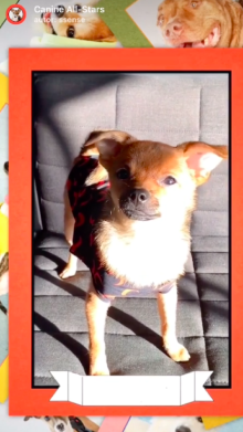 Canine All-Stars