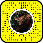 AR effect icon